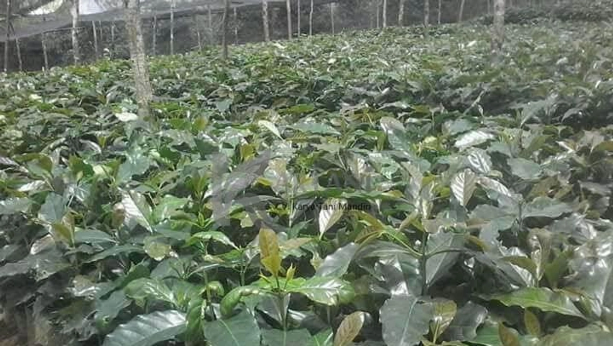 Bener Meriah Terima 10 Juta Bibit Kopi untuk Petani","PublicImpact":80,"Credibility":85,"Urgency":70,"Evidence":85,"LongTermValue":80,"Education":70,"FinalScore":80,"Summary":"Bener Meriah menerima 10