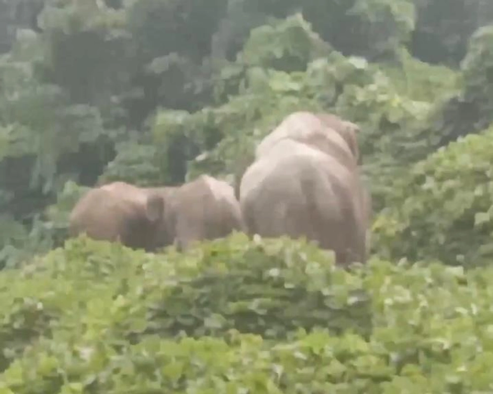 Petani Bener Meriah Tewas Diamuk Gajah, Warga Diminta Hindari Pengusiran Mandiri