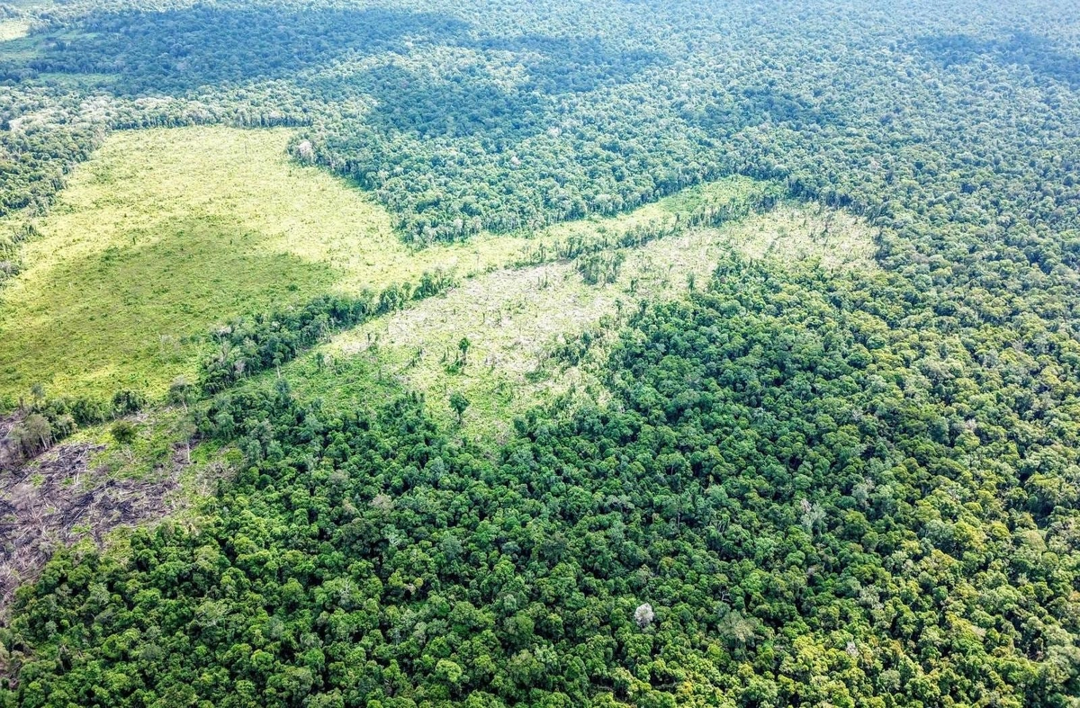 Khawatir akan Hutan Lindung, Tiga Perambah Diamankan di Aceh Selatan