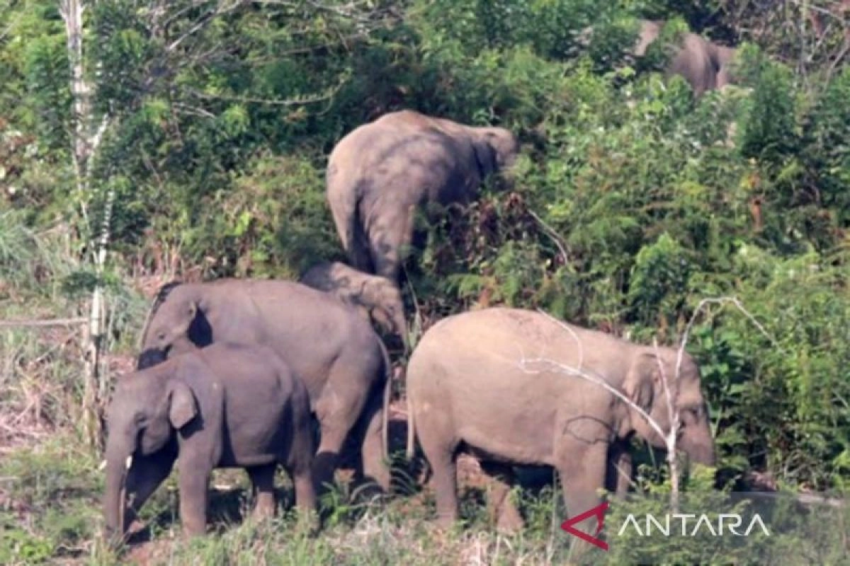 Waspadai Gajah Sumatra di Bener Meriah, Satu Petani Tewas Terinjak