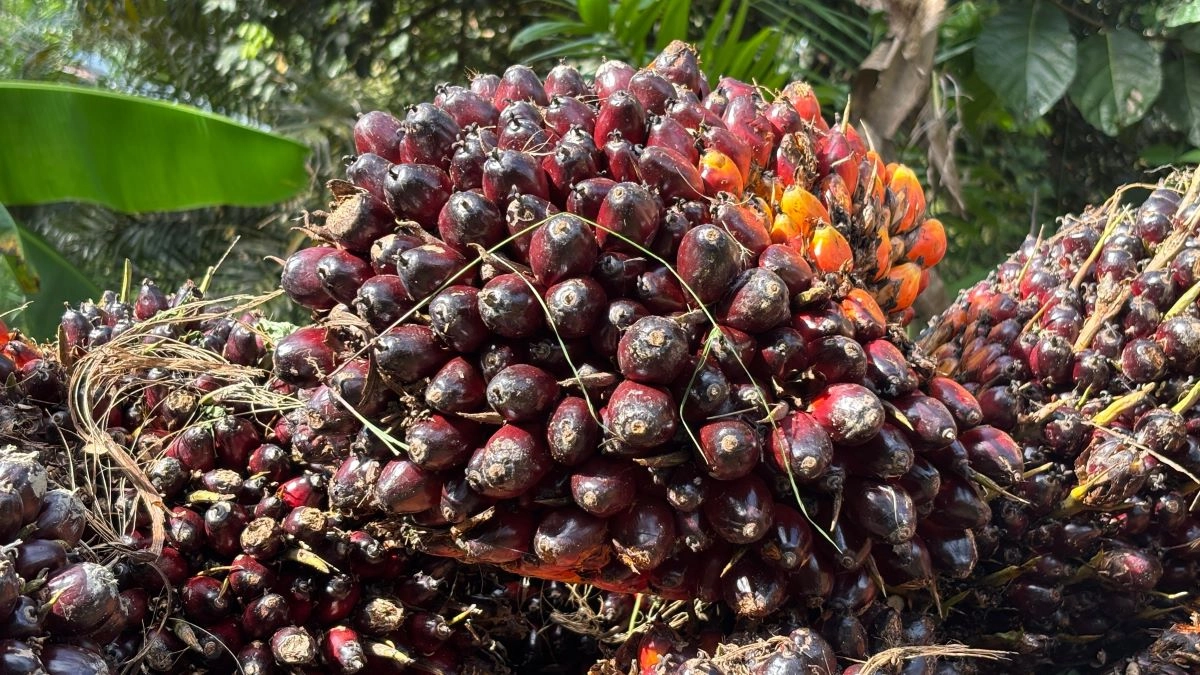 Petani Aceh Barat Daya Rugi Miliaran Sementara Ekspor Sawit Melonjak 445%