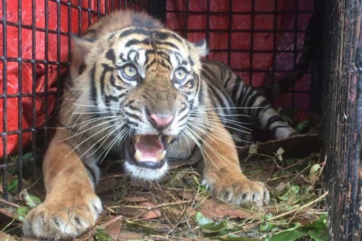 Warga Gayo Lues diserang harimau saat berkebun di Aceh, luka serius