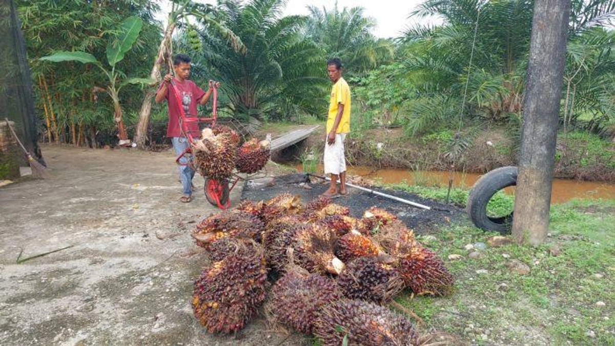 Harga Sawit Aceh Singkil Stabil Rp 2.500 per Kg di Awal Puasa