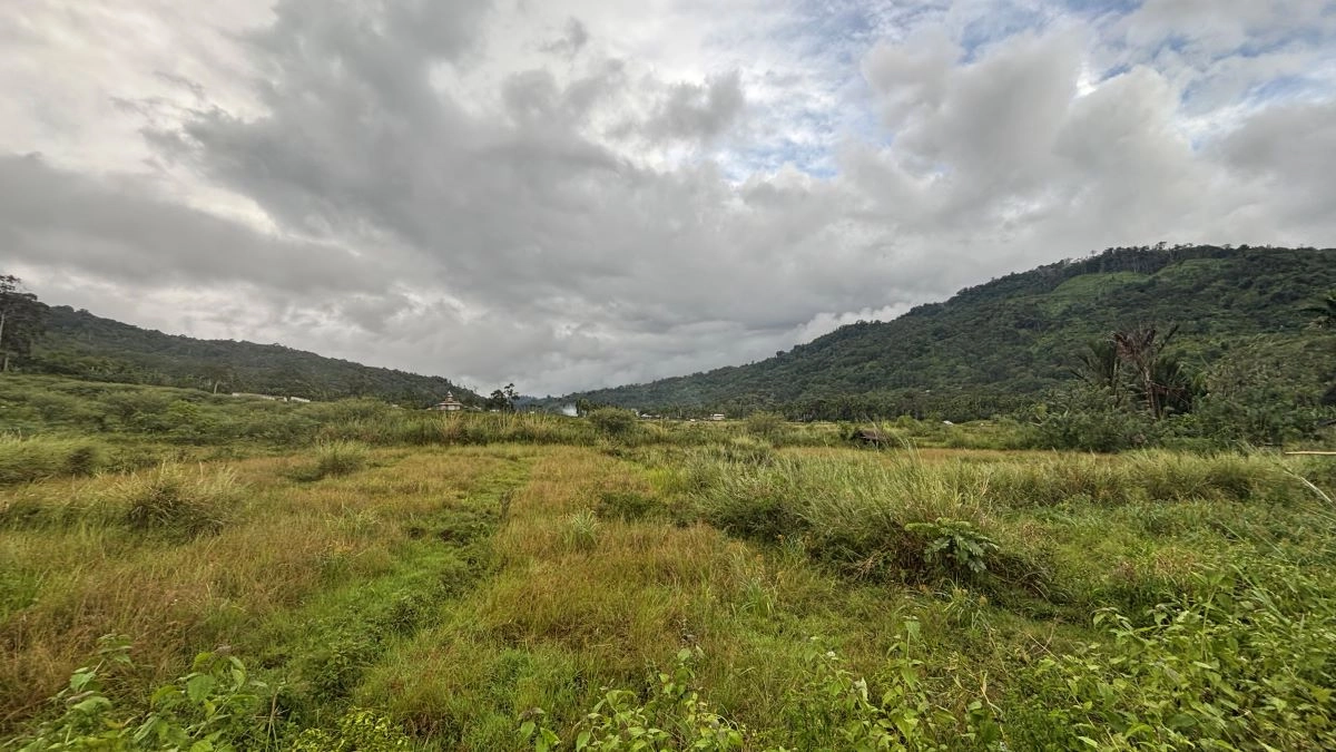 Sawah Kering di Beutong Ateuh Ancam Ketahanan Pangan Warga Nagan Raya