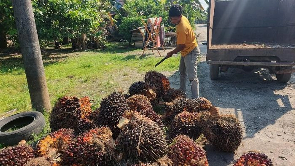 Harga Sawit Aceh Singkil Stabil Rp 2.500/Kg di Ramadhan, Petani Bersyukur