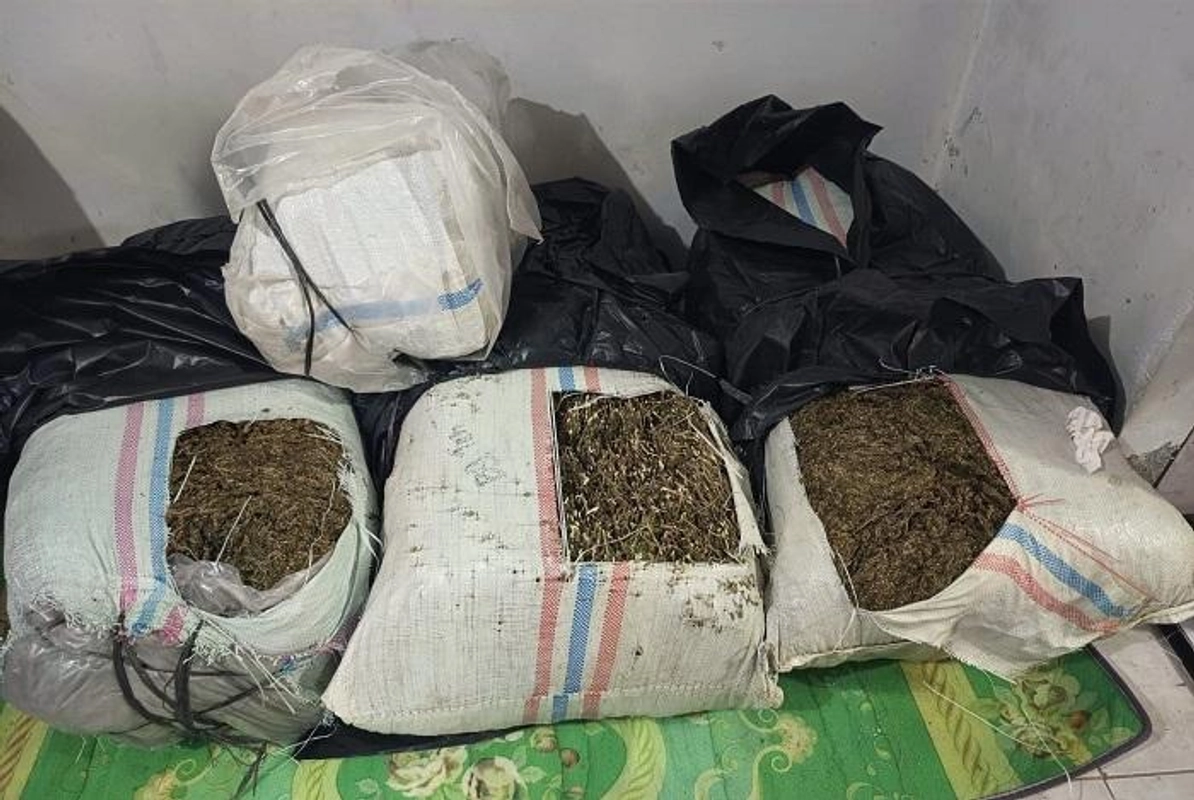 Petani Aceh Tengah Ditangkap dengan 50 Kg Ganja di Bireuen, Rencana Kirim ke Aceh Utara