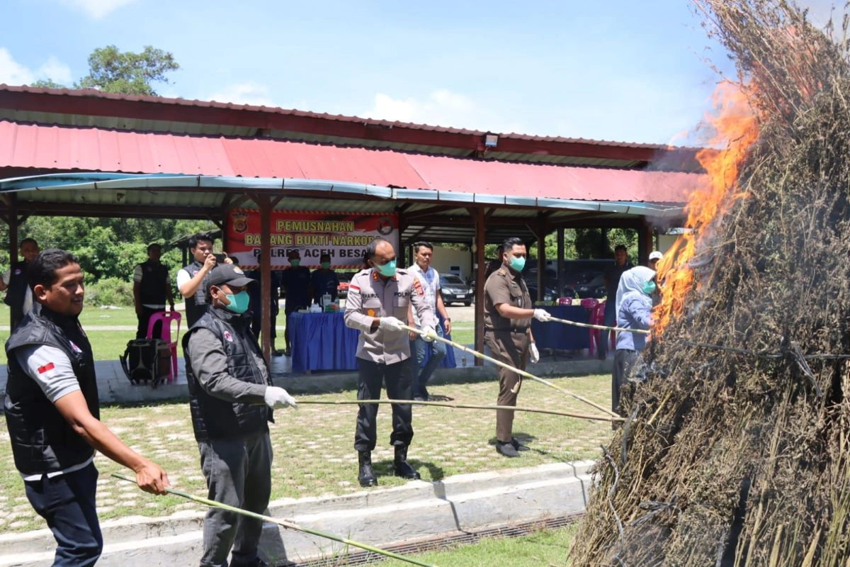 Polres Aceh Besar Musnahkan 110 Kg Ganja dan 80 Gram Sabu untuk Cegah Penyalahgunaan