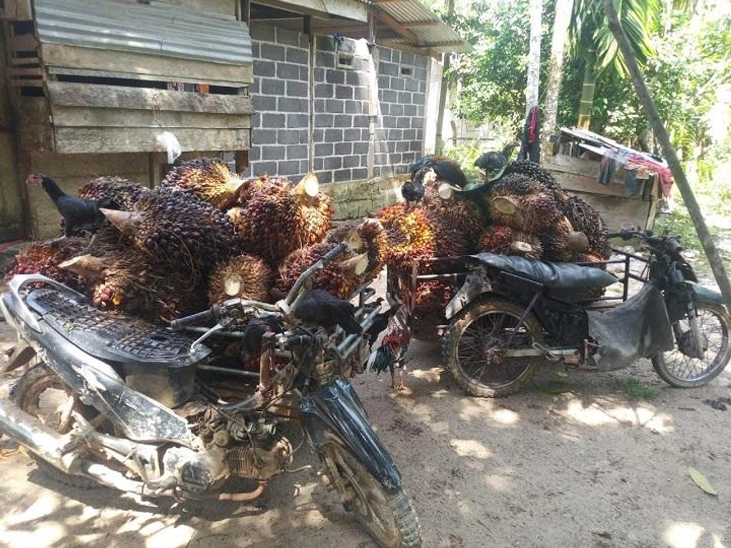 Harga Sawit Aceh Jaya Naik Rp 60 per Kg, Petani Legaanah Kini