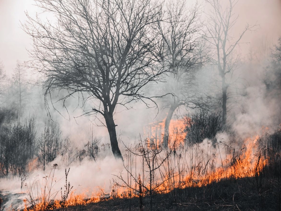 Karhutla di Lhokseumawe Meningkat: 33 Kasus Terjadi dalam 3 Bulan