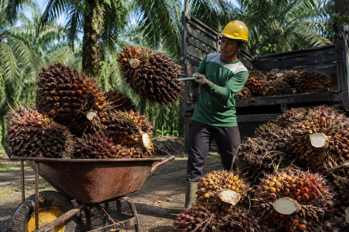 Petani sawit Aceh Tamiang terkena harga TBS turun tajam hingga Rp2.120/kg
