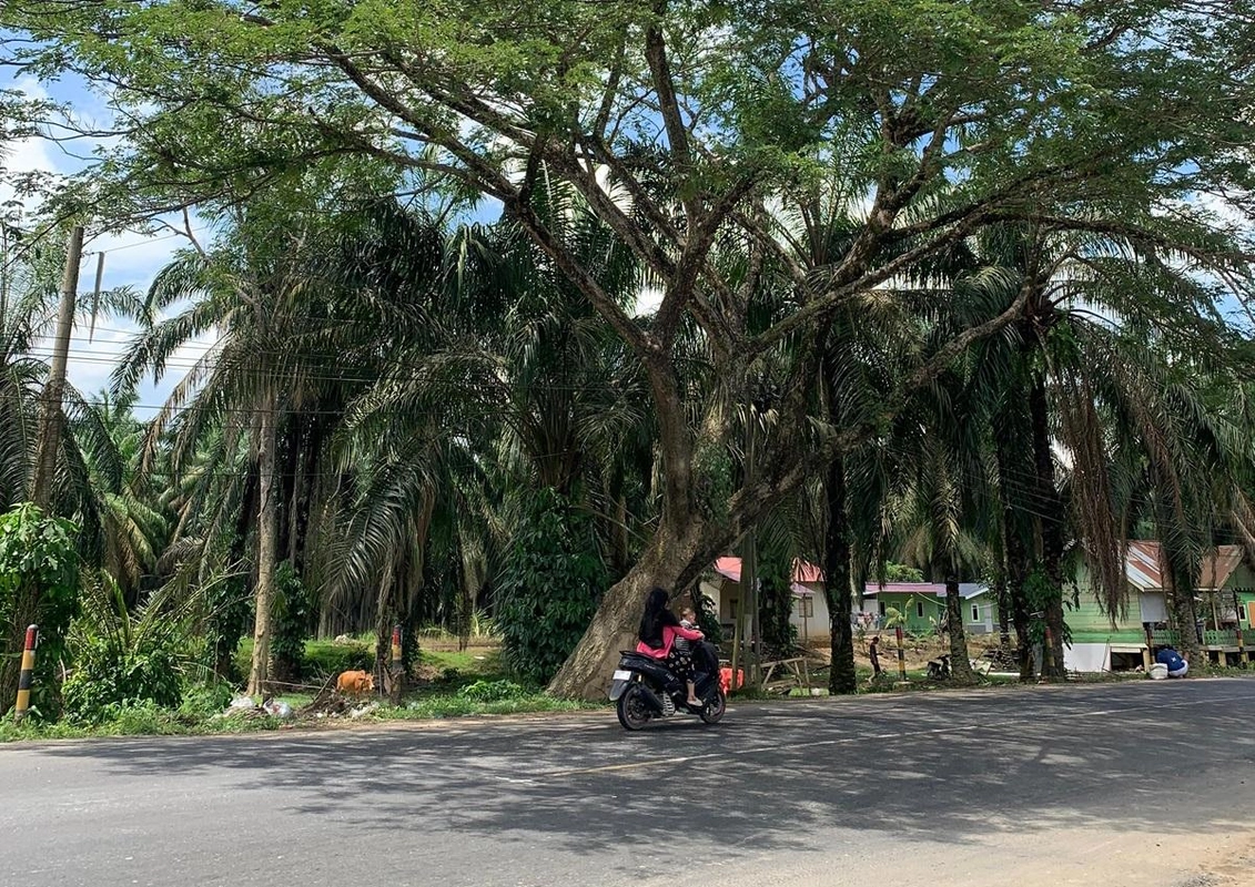 : Warga Kampung Sungailiput Khawatir Pohon Miring Ancam Jalan Nasional