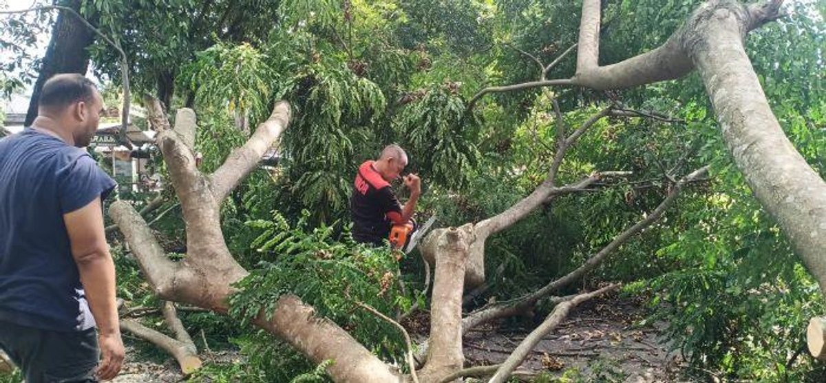 Pohon Tumbang di Simpang Lubok Aceh Besar Cepat Dibersihkan, Lalu Lintas Normal Kembali