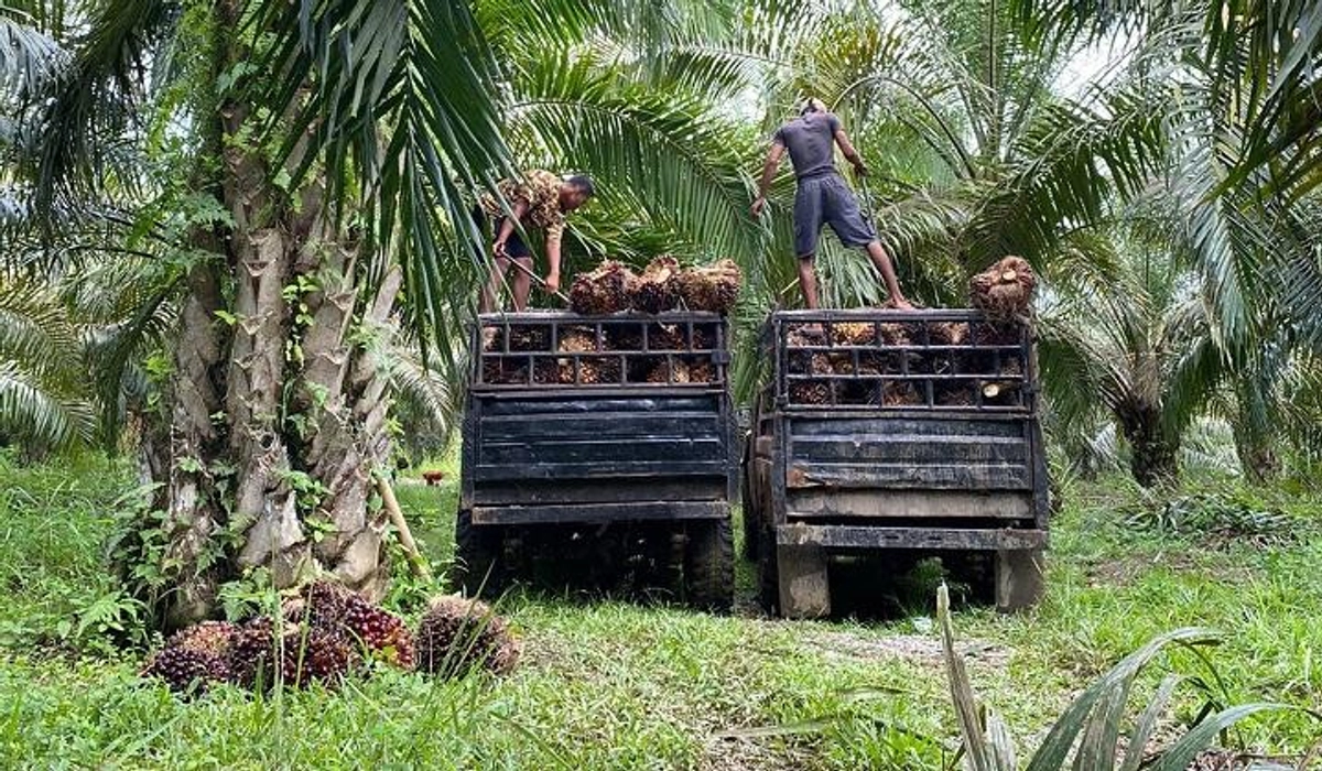 Harga TBS Sawit Nagan Raya Stabil Pekan Ini, Terendah Rp2.700 per Kg