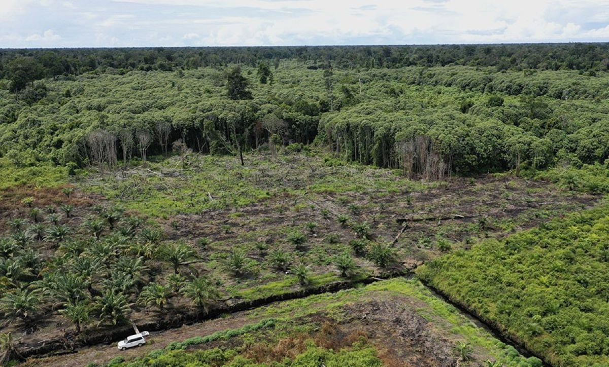 Tiga Terduga Perambah Hutan Rawa Singkil Ditangkap Polres Aceh Selatan