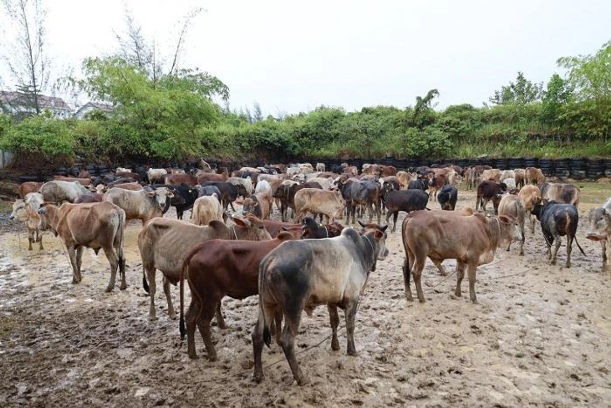Reje Aceh Tengah Tolak Tanda Tangan Bantuan Daging Meugang, Integritas Tata Kelola Dipertanyakan