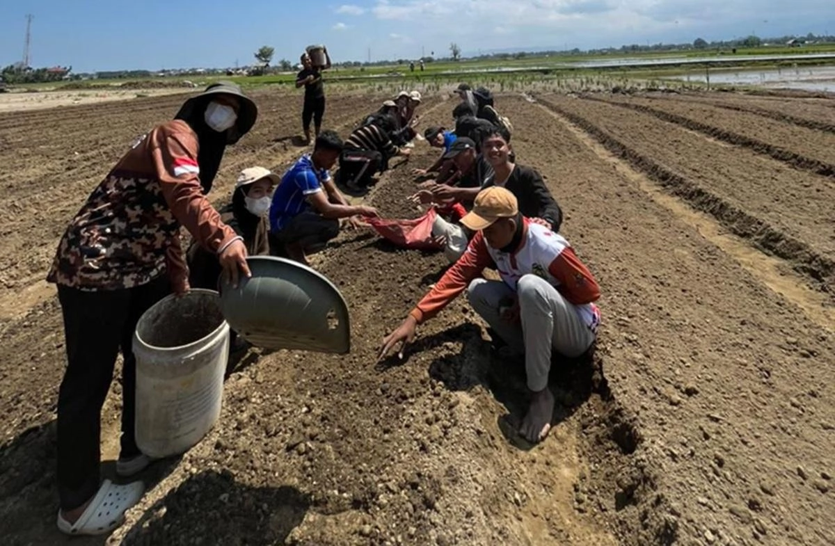 Mahasiswa UBBG Bantu Petani Tiba Masjid Panen Sayur Sebelum Idulfitri