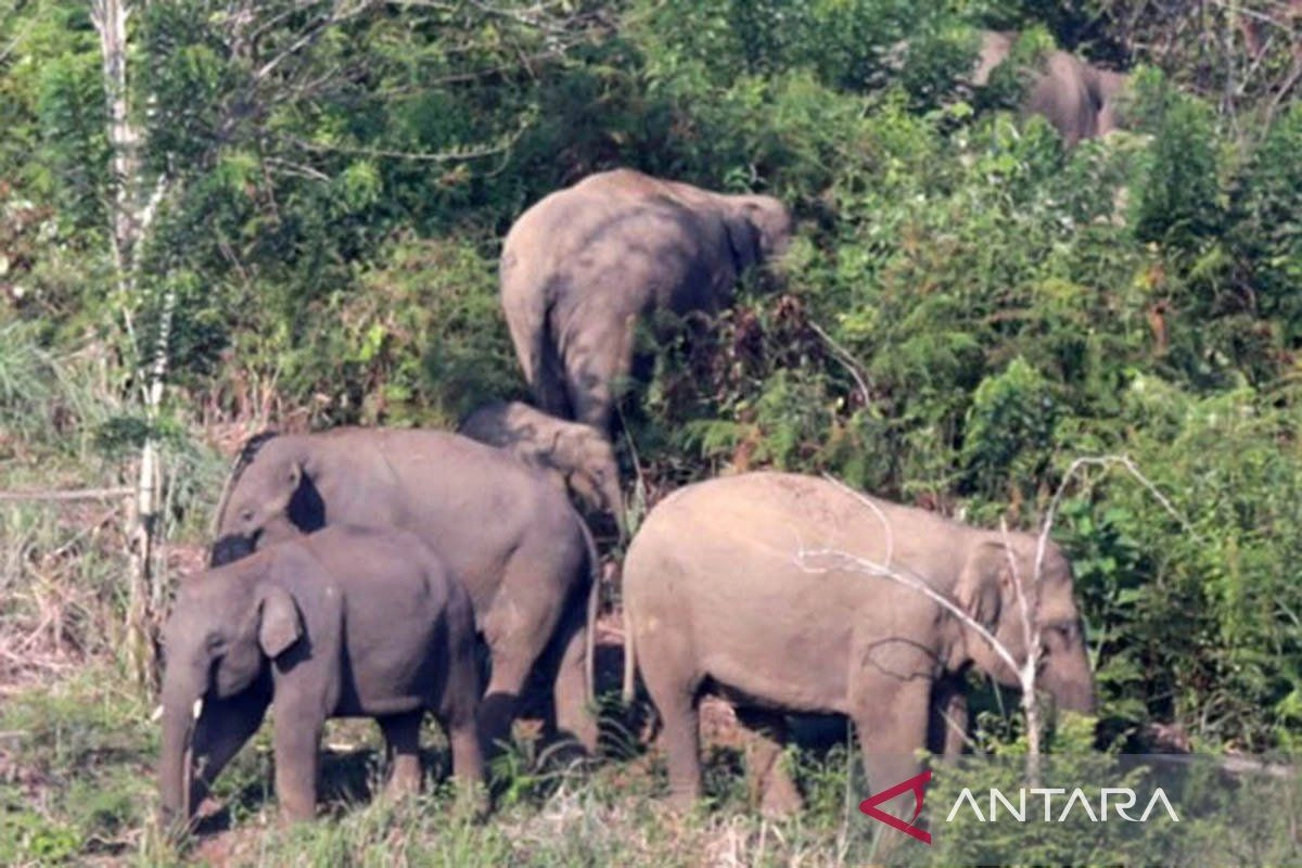 Petani Bener Meriah Tewas Diserang Kawanan Gajah di Kebunnya