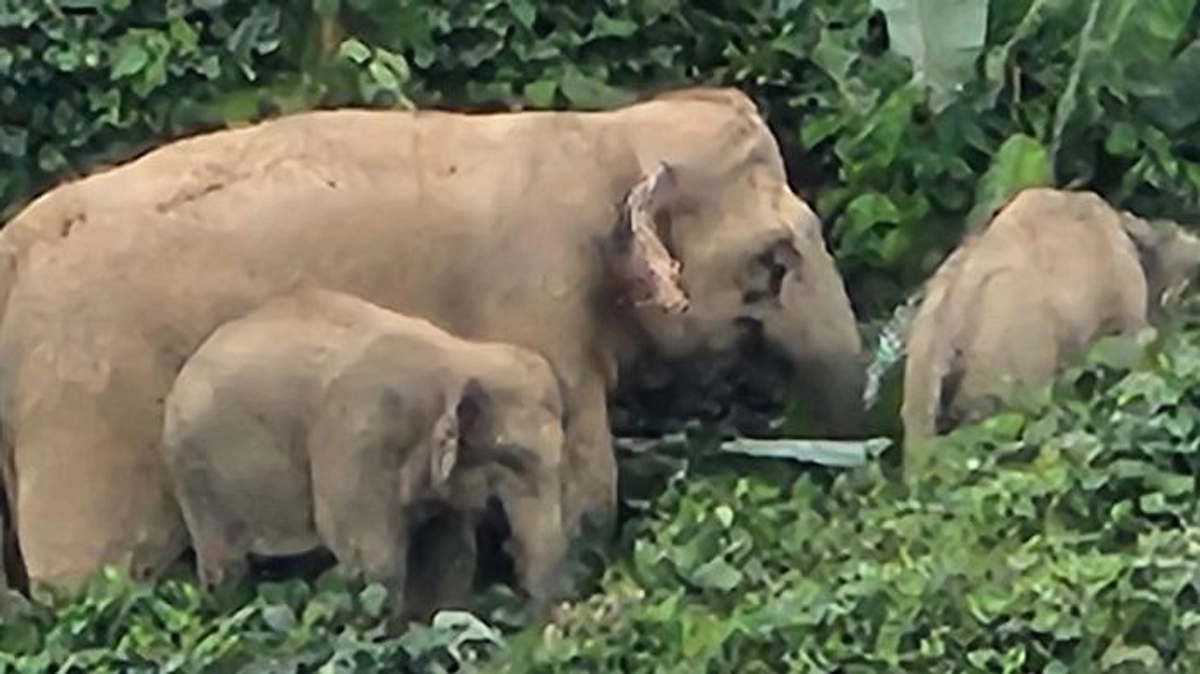 Warga Jelebok Takut: Gajah Rusak Rumah dan Tanaman","PublicImpact":85,"Credibility":70,"Urgency":80,"Evidence":65,"LongTermValue":75,"Education":70,"FinalScore":78,"Summary":"Kawanan gajah telah masuk