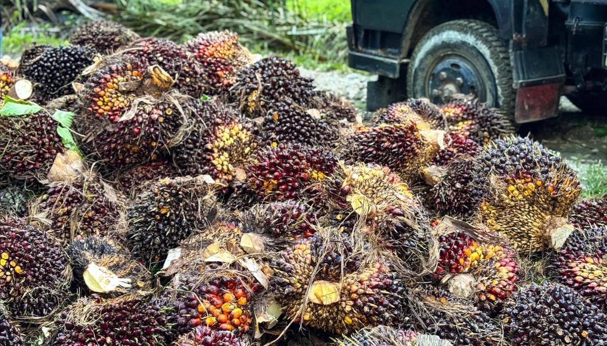 Petani Sawit Aceh Selatan Khawatir Harga TBS Rp2.000/kg","PublicImpact":85,"Credibility":85,"Urgency":80,"Evidence":80,"LongTermValue":70,"Education":65,"FinalScore":81,"Summary":"Harga TBS sawit dìh