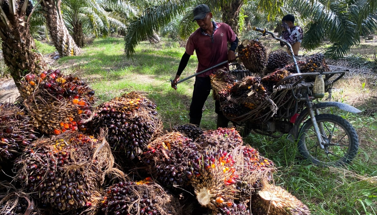 Petani Aceh Barat Daya Merasakan Penurunan Harga Sawit di Bawah Ketetapan Pemerintah