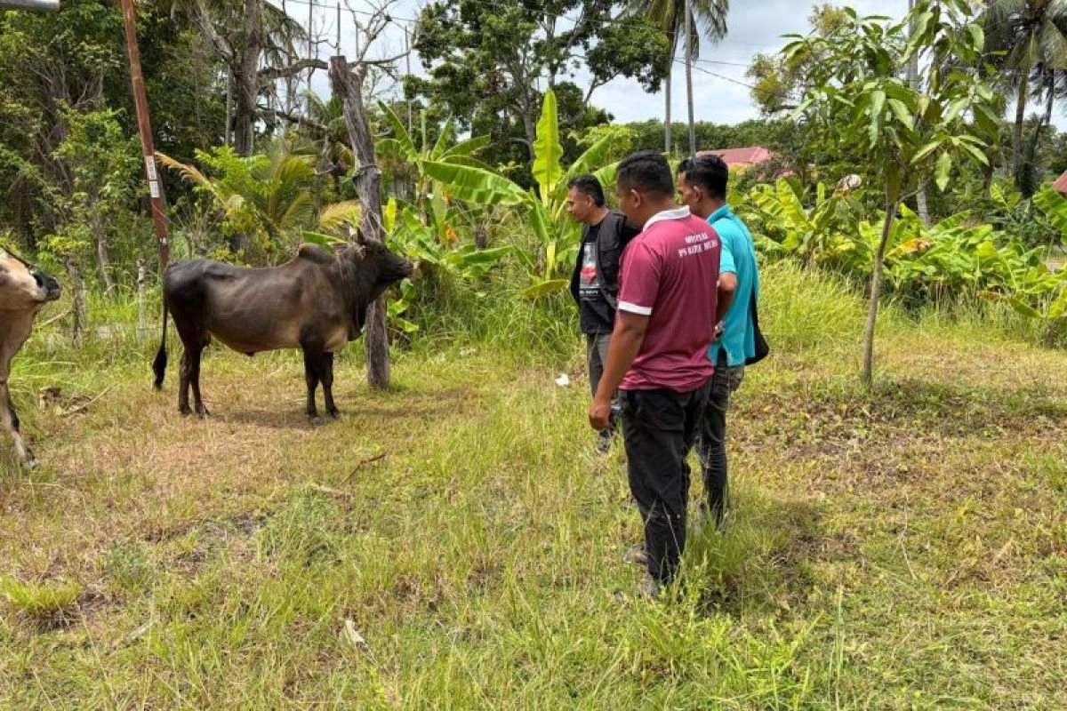 Petani Aceh Besar Tenang, 61 Petugas Periksa 3.242 Hewan Kurban