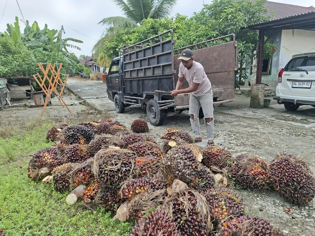 Petani Aceh Singkil harap harga sawit naik setelah turun 36 persen