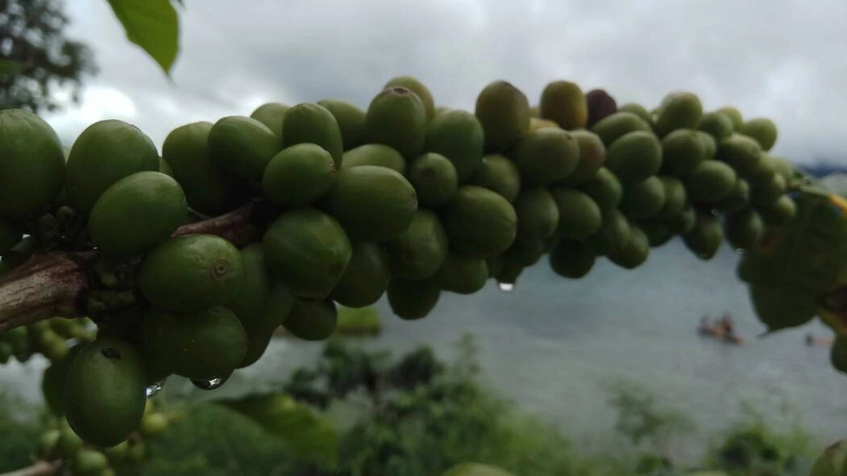 Biji Kopi Aceh Diminati Industri Nasional untuk Jaga Rasa Khas